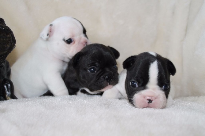 des Gueules d'Anges - Notre ptit trio grandi !!!