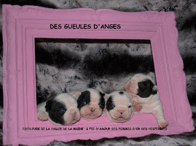 des Gueules d'Anges - Nos ptit caille !!!