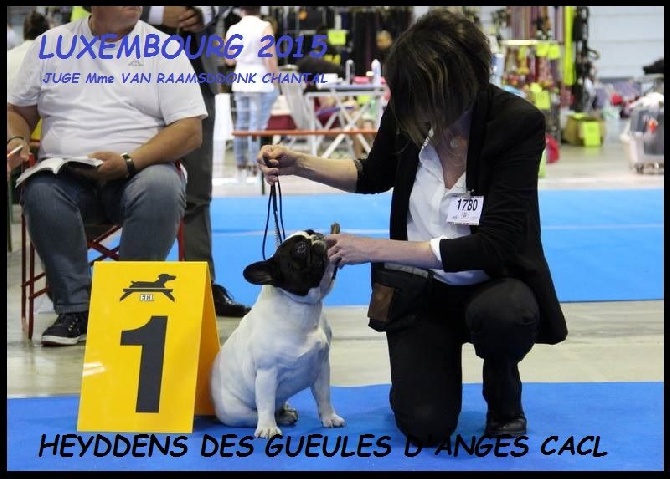 des Gueules d'Anges - De retour du DOG SHOW LUXEMBOURG 2015 !!!