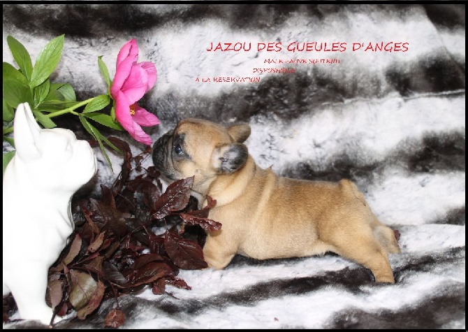 des Gueules d'Anges - NOS CHIOTS DISPONIBBLE A LA RESERVATION !!!