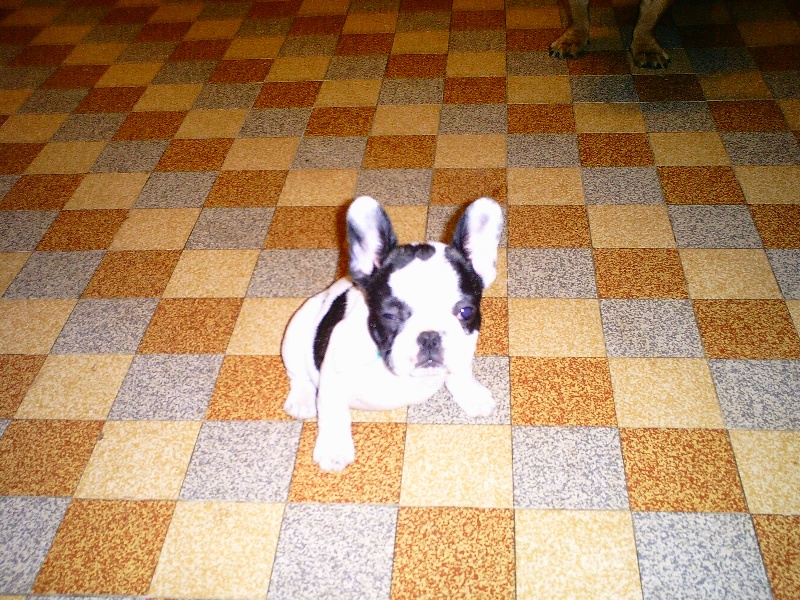Mon Album photo