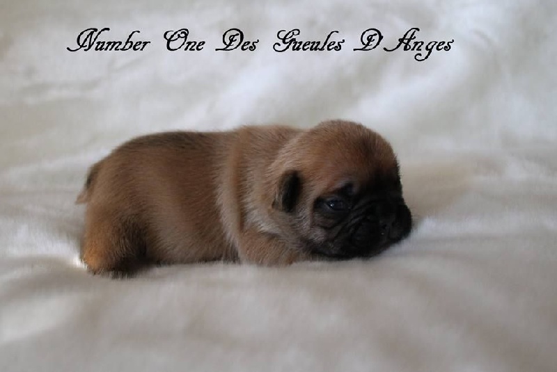 Chiot Bouledogue français des Gueules d'Anges