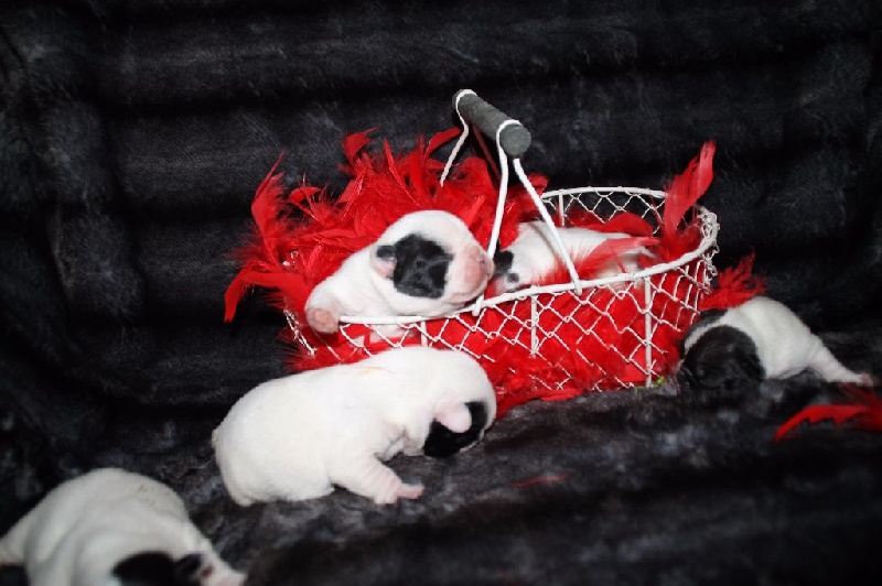 Chiot Bouledogue français des Gueules d'Anges